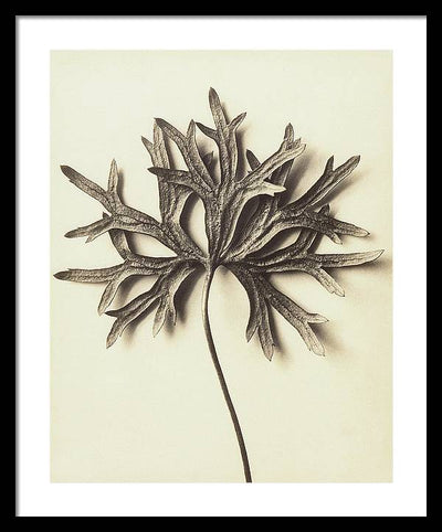 Herbarium, Plate 72 / Art Photo - Framed Print