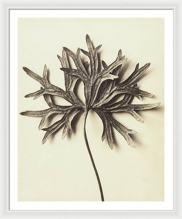 Herbarium, Plate 72 / Art Photo - Framed Print