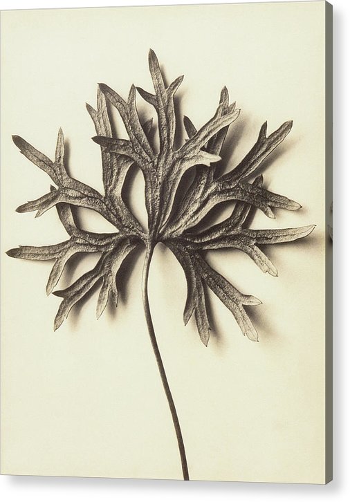 Herbarium, Plate 72 / Art Photo - Acrylic Print