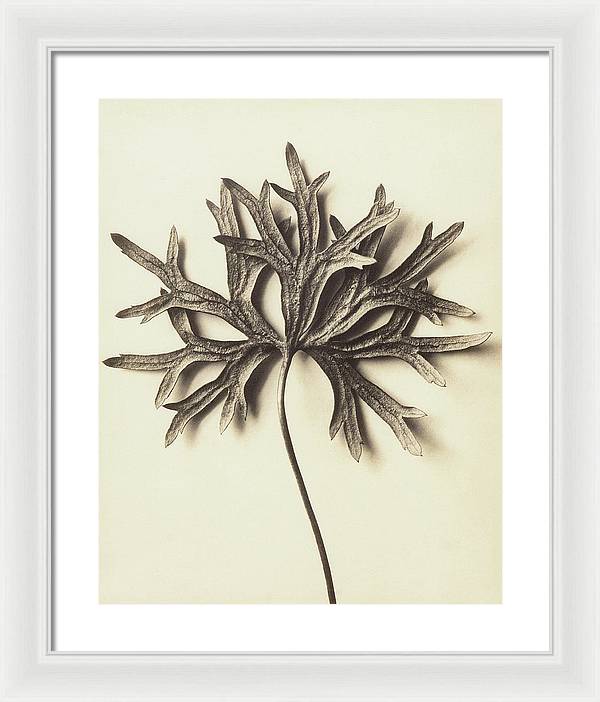 Herbarium, Plate 72 / Art Photo - Framed Print