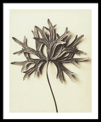 Herbarium, Plate 72 / Art Photo - Framed Print