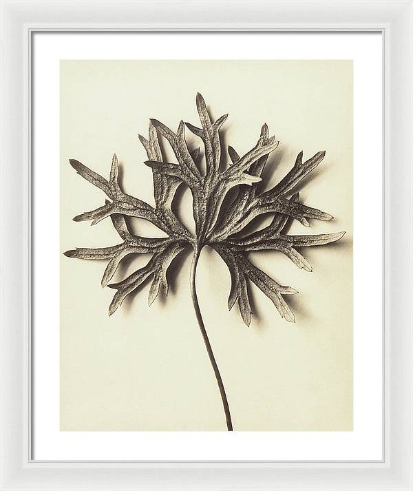 Herbarium, Plate 72 / Art Photo - Framed Print