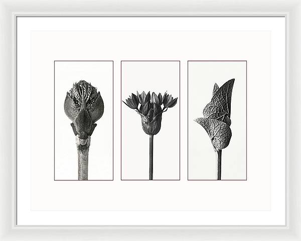 Herbarium, Plate 81, c1920 - triptych / Art Photo - Framed Print