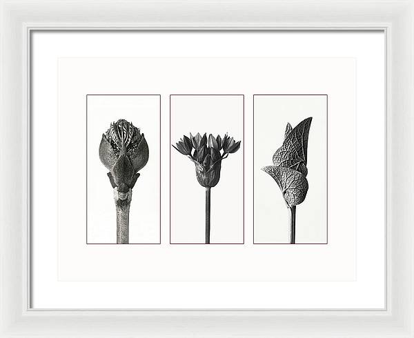 Herbarium, Plate 81, c1920 - triptych / Art Photo - Framed Print