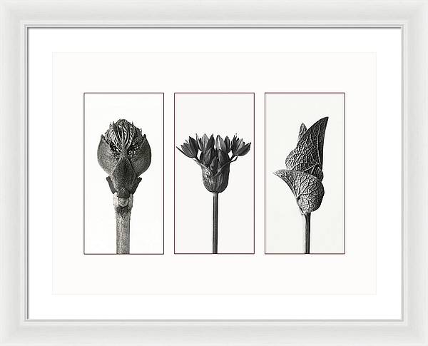 Herbarium, Plate 81, c1920 - triptych / Art Photo - Framed Print