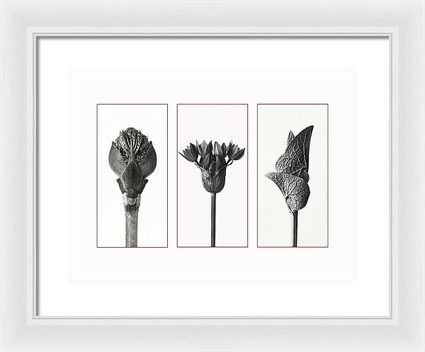 Herbarium, Plate 81, c1920 - triptych / Art Photo - Framed Print