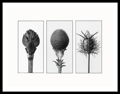 Herbarium, Plate 82 , c1920 - triptych / Art Photo - Framed Print