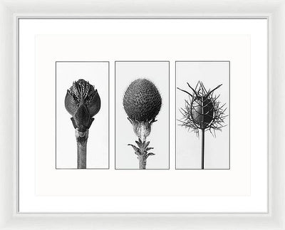 Herbarium, Plate 82 , c1920 - triptych / Art Photo - Framed Print