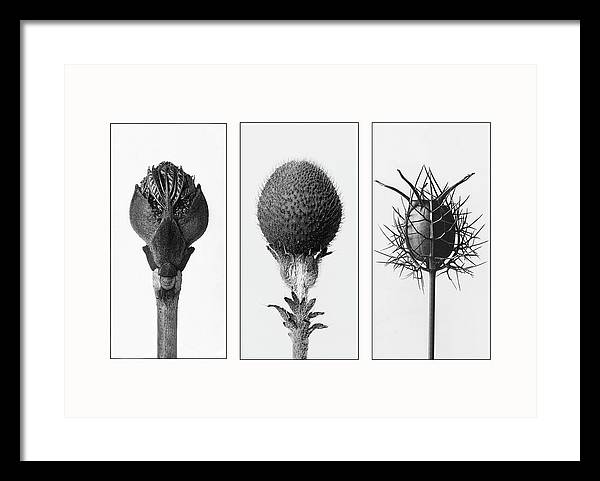 Herbarium, Plate 82 , c1920 - triptych / Art Photo - Framed Print