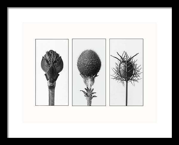 Herbarium, Plate 82 , c1920 - triptych / Art Photo - Framed Print