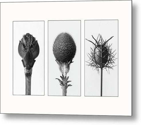 Herbarium, Plate 82 , c1920 - triptych / Art Photo - Metal Print