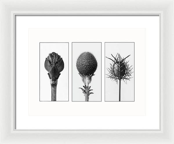 Herbarium, Plate 82 , c1920 - triptych / Art Photo - Framed Print