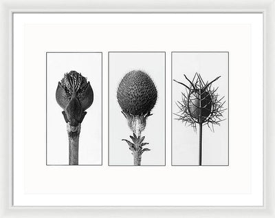 Herbarium, Plate 82 , c1920 - triptych / Art Photo - Framed Print