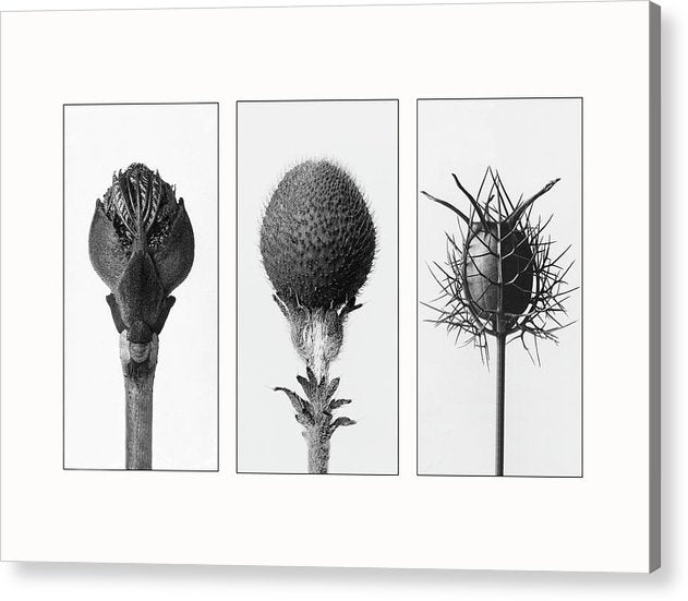 Herbarium, Plate 82 , c1920 - triptych / Art Photo - Acrylic Print