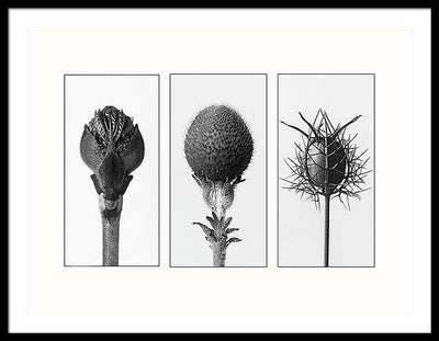 Herbarium, Plate 82 , c1920 - triptych / Art Photo - Framed Print