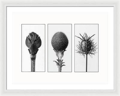 Herbarium, Plate 82 , c1920 - triptych / Art Photo - Framed Print