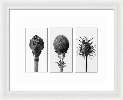 Herbarium, Plate 82 , c1920 - triptych / Art Photo - Framed Print