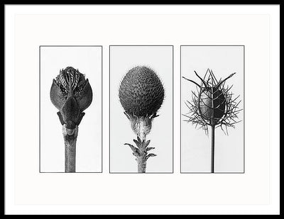 Herbarium, Plate 82 , c1920 - triptych / Art Photo - Framed Print