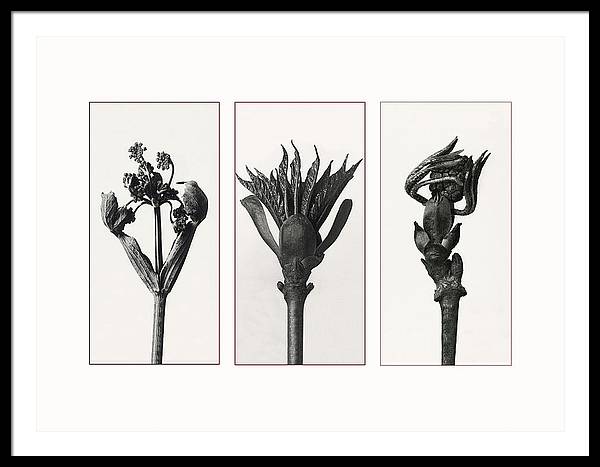 Herbarium, Plate 83, c1920 - triptych / Art Photo  - Framed Print