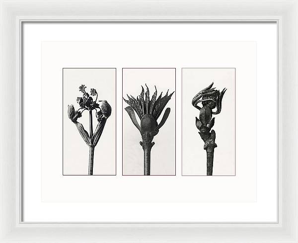 Herbarium, Plate 83, c1920 - triptych / Art Photo  - Framed Print