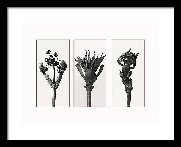 Herbarium, Plate 83, c1920 - triptych / Art Photo  - Framed Print