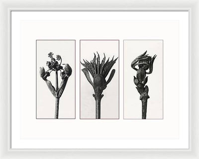 Herbarium, Plate 83, c1920 - triptych / Art Photo  - Framed Print