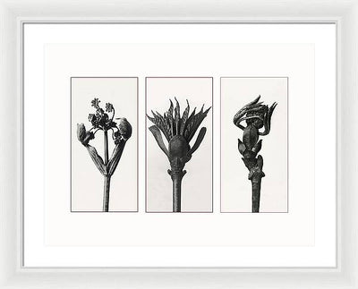 Herbarium, Plate 83, c1920 - triptych / Art Photo  - Framed Print