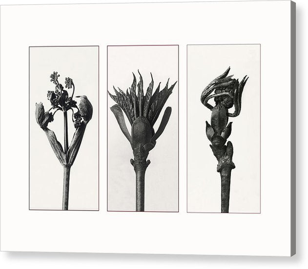 Herbarium, Plate 83, c1920 - triptych / Art Photo  - Acrylic Print