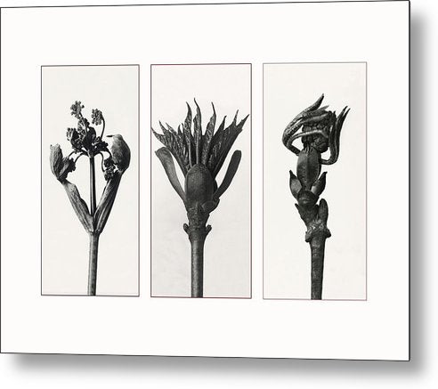 Herbarium, Plate 83, c1920 - triptych / Art Photo  - Metal Print