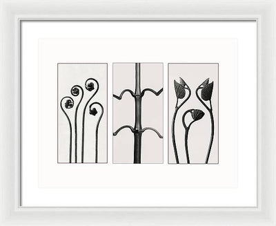 Herbarium, Plate 85 , c1920 - triptych / Art Photo - Framed Print