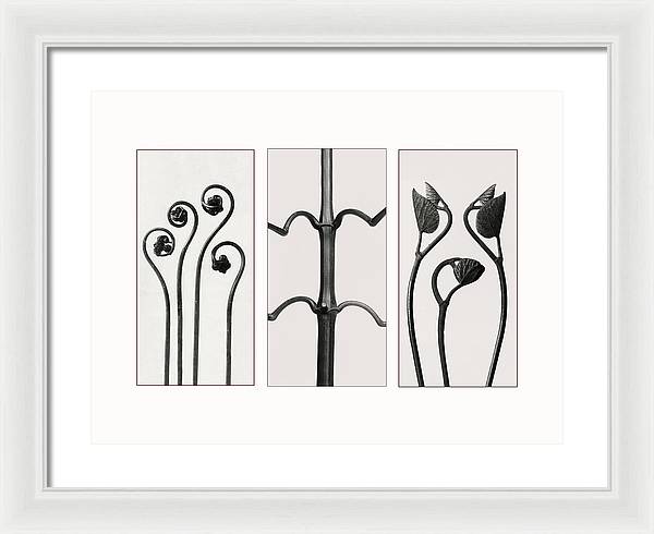 Herbarium, Plate 85 , c1920 - triptych / Art Photo - Framed Print