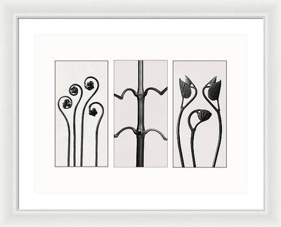 Herbarium, Plate 85 , c1920 - triptych / Art Photo - Framed Print