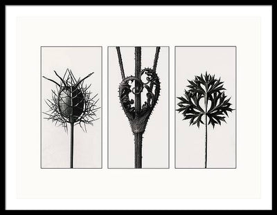 Herbarium, Plate 86, c1920 - triptych / Art Photo - Framed Print