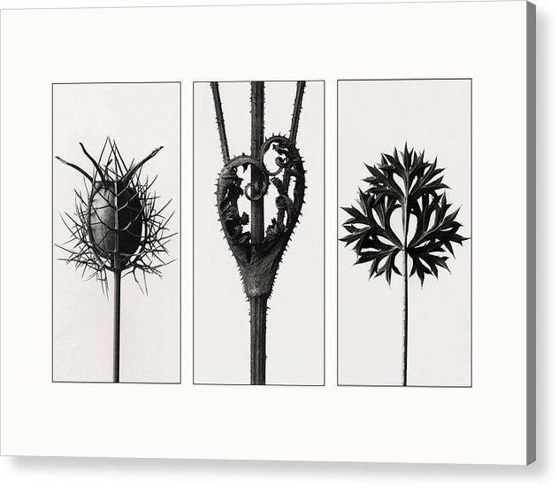 Herbarium, Plate 86, c1920 - triptych / Art Photo - Acrylic Print