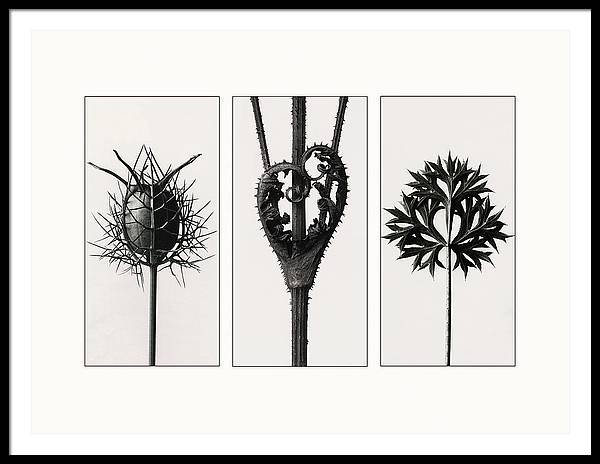 Herbarium, Plate 86, c1920 - triptych / Art Photo - Framed Print