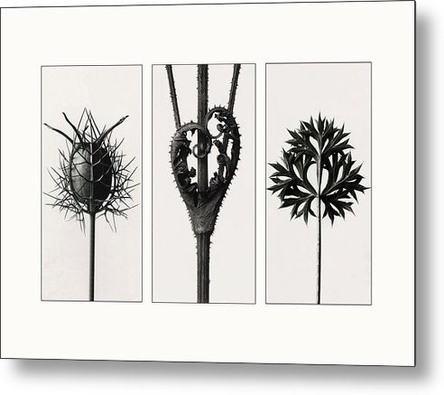 Herbarium, Plate 86, c1920 - triptych / Art Photo - Metal Print