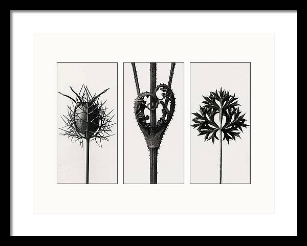 Herbarium, Plate 86, c1920 - triptych / Art Photo - Framed Print