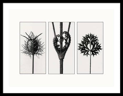 Herbarium, Plate 86, c1920 - triptych / Art Photo - Framed Print