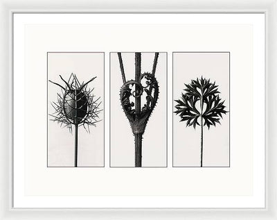 Herbarium, Plate 86, c1920 - triptych / Art Photo - Framed Print