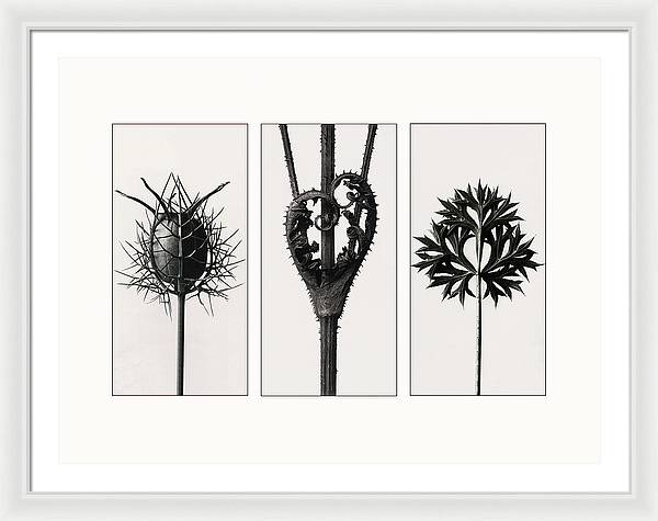 Herbarium, Plate 86, c1920 - triptych / Art Photo - Framed Print