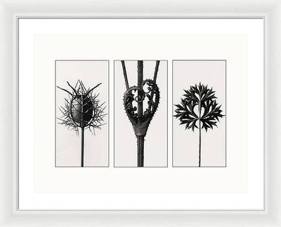 Herbarium, Plate 86, c1920 - triptych / Art Photo - Framed Print