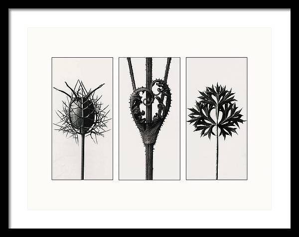 Herbarium, Plate 86, c1920 - triptych / Art Photo - Framed Print