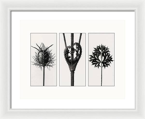 Herbarium, Plate 86, c1920 - triptych / Art Photo - Framed Print