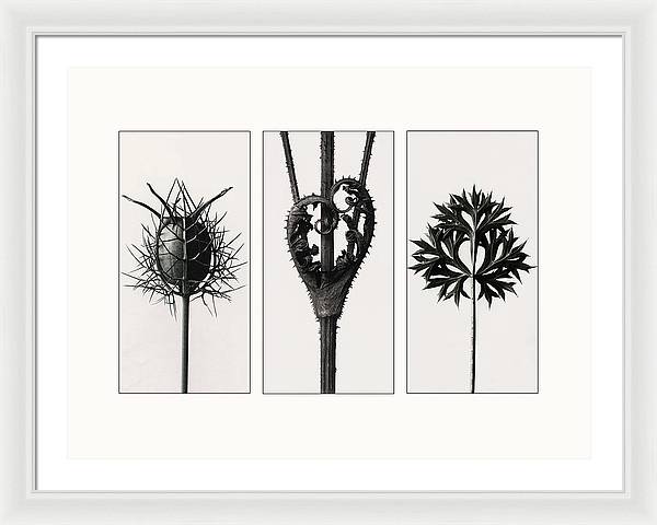 Herbarium, Plate 86, c1920 - triptych / Art Photo - Framed Print