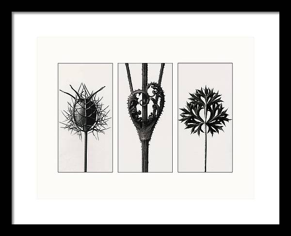 Herbarium, Plate 86, c1920 - triptych / Art Photo - Framed Print