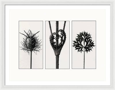 Herbarium, Plate 86, c1920 - triptych / Art Photo - Framed Print