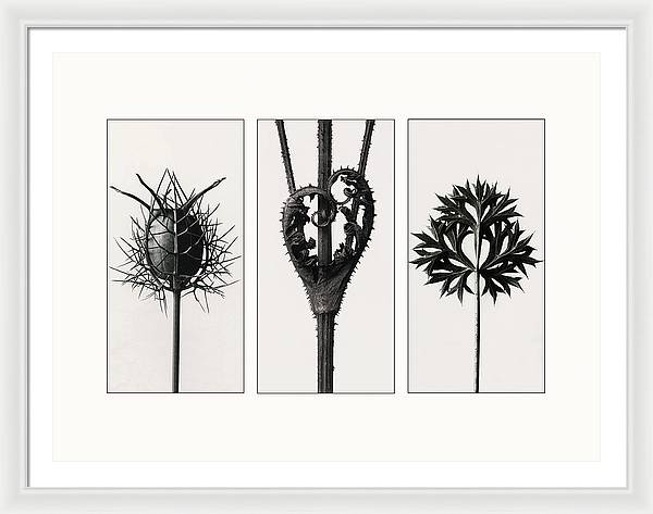 Herbarium, Plate 86, c1920 - triptych / Art Photo - Framed Print