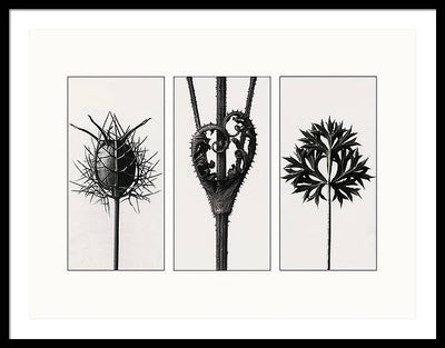 Herbarium, Plate 86, c1920 - triptych / Art Photo - Framed Print