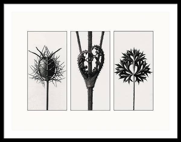 Herbarium, Plate 86, c1920 - triptych / Art Photo - Framed Print