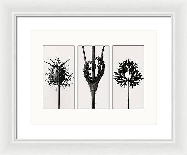 Herbarium, Plate 86, c1920 - triptych / Art Photo - Framed Print